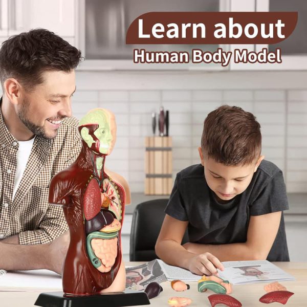 آناتومی آموزشی بدن انسان خارجی